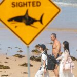 Homem morto em ataque de tubarão branco no oeste da Austrália