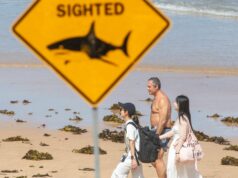 Homem morto em ataque de tubarão branco no oeste da Austrália Homem morto em ataque de tubarão branco no oeste da Austrália