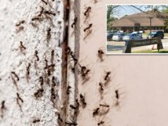 Hospital canadense infestado de formigas interrompe cirurgias após invasão de insetos Exterior do Carman Memorial Hospital com teto marrom e carros estacionados em frente.