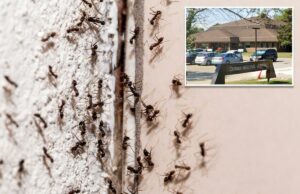 Hospital canadense infestado de formigas interrompe cirurgias após invasão de insetos Exterior do Carman Memorial Hospital com teto marrom e carros estacionados em frente.