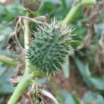 A planta Datura é comumente conhecida como jimsonweed, thornsapple ou trombeta do diabo. Esta variante específica é conhecida como Datura stramonium. (Arquivo: Sara DeAngelis Wikimedia Commons)