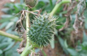 Invasão venenosa: O que é a ‘trombeta do diabo’ que prejudica as colheitas no Iraque? A planta Datura é comumente conhecida como jimsonweed, thornsapple ou trombeta do diabo. Esta variante específica é conhecida como Datura stramonium. (Arquivo: Sara DeAngelis Wikimedia Commons)