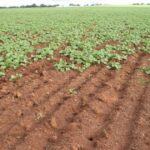 Iscas mais fortes na produção, mas os produtores devem reunir condições para ter acesso