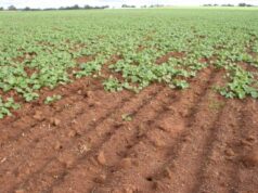 Iscas mais fortes na produção, mas os produtores devem reunir condições para ter acesso Iscas mais fortes na produção, mas os produtores devem reunir condições para ter acesso