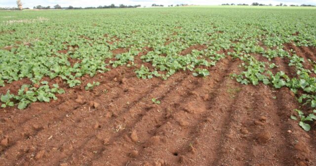 Iscas mais fortes na produção, mas os produtores devem reunir condições para ter acesso
