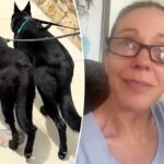 Kate Gosselin desaba com a 'tensão' de adotar um cão de resgate no choroso TikTok