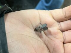 Lanterna-pintada invasora encontrada em Ontário. Autoridades dos EUA dizem para pisar Ícone de conversão de texto em fala