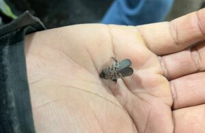 Lanterna-pintada invasora encontrada em Ontário. Autoridades dos EUA dizem para pisar Ícone de conversão de texto em fala