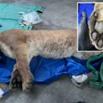 Leão da montanha tranquilizado depois que vizinhos avistam animais rondando o complexo de apartamentos de SoCal
