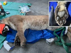 Leão da montanha tranquilizado depois que vizinhos avistam animais rondando o complexo de apartamentos de SoCal Leão da montanha tranquilizado depois que vizinhos avistam animais rondando o complexo de apartamentos de SoCal