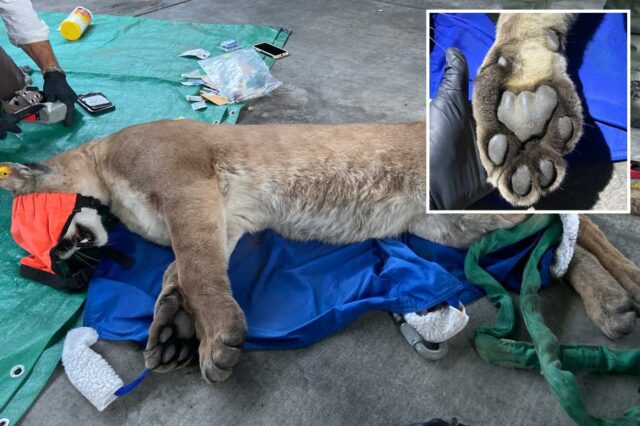 Leão da montanha tranquilizado depois que vizinhos avistam animais rondando o complexo de apartamentos de SoCal
