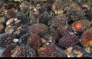 Menyulap Sawit hingga Nilai Ekonominya Belasan Kali Lipat Menyulap Sawit hingga Nilai Ekonominya Belasan Kali Lipat