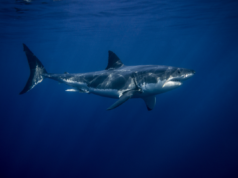 Mergulhador morto por tubarão de 16 pés em popular ponto turístico australiano Visitors swim behind an Eco Shark Barrier sign on a beach in Fremantle, Western Australia, on November 27, 2019: