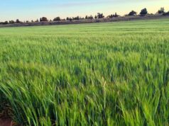 ‘Metade’ das terras agrícolas mantidas em trustes poderia ser impactada pelas reformas fiscais trabalhistas: RSM 'Metade' das terras agrícolas mantidas em trustes poderia ser impactada pelas reformas fiscais trabalhistas: RSM