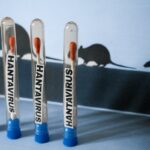 ILLUSTRATION of a hantavirus testing concept with laboratory tubes containing cotton swabs and HANTAVIRUS labels alongside rat silhouettes in the background evoking rodent-borne transmission, photographed in Paris, France, May 4, 2026. (Photo by Joao Luiz Bulcao / Hans Lucas / AFP via Getty Images)