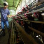 Nasib Industri Perunggasan