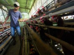 Nasib Industri Perunggasan Nasib Industri Perunggasan