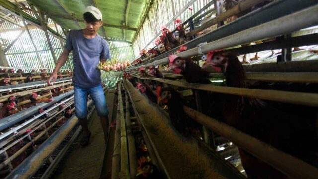 Nasib Industri Perunggasan
