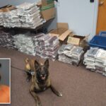 Nebraska K9 fareja 525 libras de cocaína durante uma parada de trânsito de rotina, levando à prisão de um homem na Califórnia