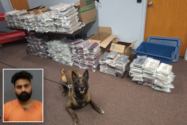 Nebraska K9 fareja 525 libras de cocaína durante uma parada de trânsito de rotina, levando à prisão de um homem na Califórnia
