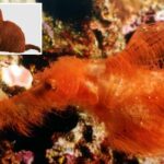 Novas espécies de peixes bizarras descobertas - adoravelmente apelidadas de 'Snuffleupagus' por sua aparência peluda e laranja
