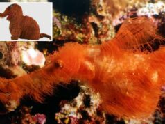 Novas espécies de peixes bizarras descobertas – adoravelmente apelidadas de ‘Snuffleupagus’ por sua aparência peluda e laranja Novas espécies de peixes bizarras descobertas - adoravelmente apelidadas de 'Snuffleupagus' por sua aparência peluda e laranja