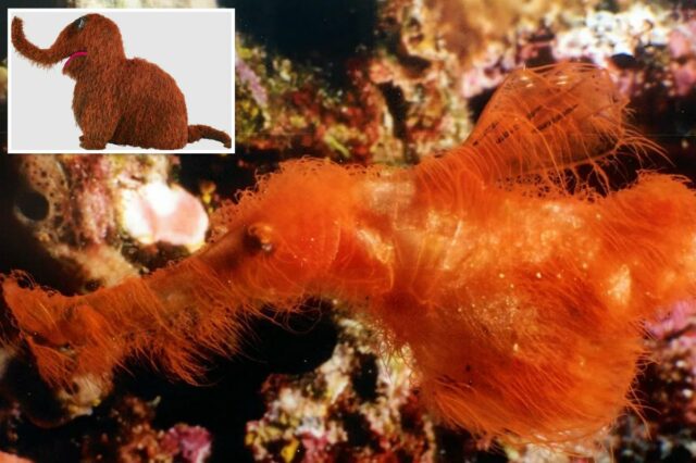 Novas espécies de peixes bizarras descobertas - adoravelmente apelidadas de 'Snuffleupagus' por sua aparência peluda e laranja
