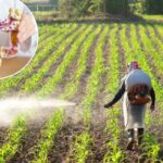O aumento do câncer colorretal em adultos jovens pode estar ligado ao herbicida comum