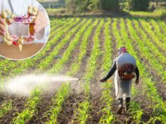 O aumento do câncer colorretal em adultos jovens pode estar ligado ao herbicida comum O aumento do câncer colorretal em adultos jovens pode estar ligado ao herbicida comum