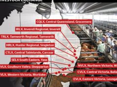O burburinho da compra de confinamentos se espalha para investidores que estão de olho no grupo ‘único’ RLX saleyard O burburinho da compra de confinamentos se espalha para investidores que estão de olho no grupo 'único' RLX saleyard