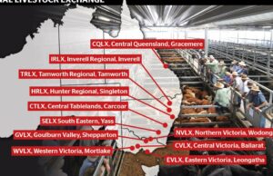 O burburinho da compra de confinamentos se espalha para investidores que estão de olho no grupo ‘único’ RLX saleyard O burburinho da compra de confinamentos se espalha para investidores que estão de olho no grupo 'único' RLX saleyard