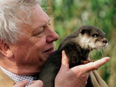 O célebre naturalista David Attenborough comemora 100º aniversário O célebre naturalista David Attenborough comemora 100º aniversário