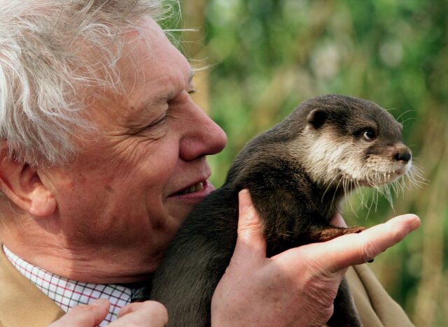 O célebre naturalista David Attenborough comemora 100º aniversário
