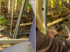 O desgosto do apanhador de cobras depois que a píton comeu o querido animal de estimação da família Susan Wehmeier foi chamada à casa de uma família para realocar uma píton-tapete.