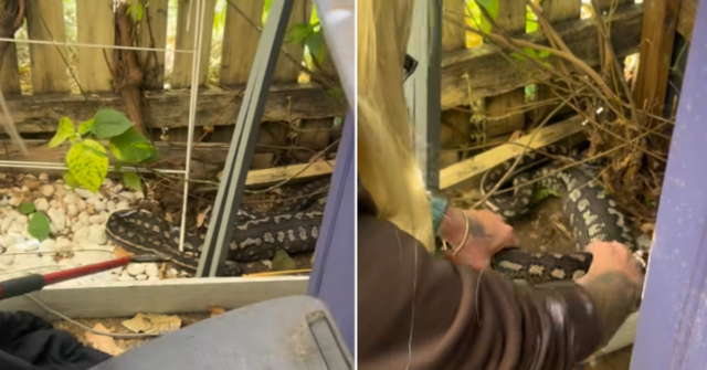 O desgosto do apanhador de cobras depois que a píton Susan Wehmeier foi chamada à casa de uma família para realocar uma píton-tapete.