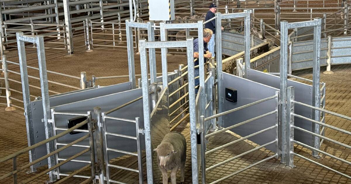 O novo aumento da taxa de venda parece um golpe mortal para os produtores de ovelhas WA