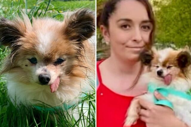 O provavelmente cão mais velho do mundo encontra um novo lar depois de sobreviver ao dono
