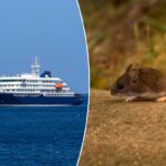 O que é hantavírus? Doença suspeita de matar três em navio de cruzeiro