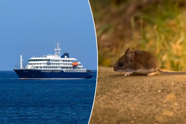 O que é hantavírus? Doença suspeita de matar três em navio de cruzeiro
