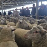 O rebanho de hobby do produtor Pingrup atinge preço quase recorde em Katanning