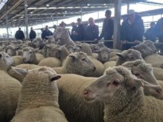 O rebanho de hobby do produtor Pingrup atinge preço quase recorde em Katanning O rebanho de hobby do produtor Pingrup atinge preço quase recorde em Katanning