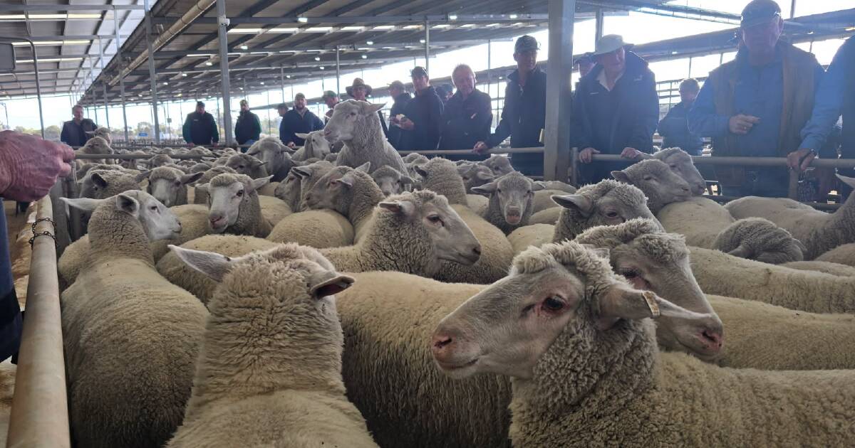 O rebanho de hobby do produtor Pingrup atinge preço quase recorde em Katanning