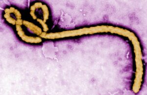 OMS declara emergência de saúde global encerrada após dezenas de mortos OMS declara emergência de saúde global encerrada após dezenas de mortos