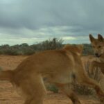 Os dingos são pragas? 1080 iscas são cruéis? Governo de WA quer descobrir