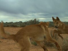 Os dingos são pragas? 1080 iscas são cruéis? Governo de WA quer descobrir Os dingos são pragas? 1080 iscas são cruéis? Governo de WA quer descobrir