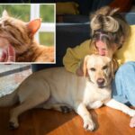 Os donos de animais de estimação em Nova Jersey poderiam lucrar com um crédito fiscal de US$ 900 sob o novo projeto de lei proposto