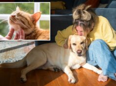 Os donos de animais de estimação em Nova Jersey poderiam lucrar com um crédito fiscal de US$ 900 sob o novo projeto de lei proposto Os donos de animais de estimação em Nova Jersey poderiam lucrar com um crédito fiscal de US$ 900 sob o novo projeto de lei proposto