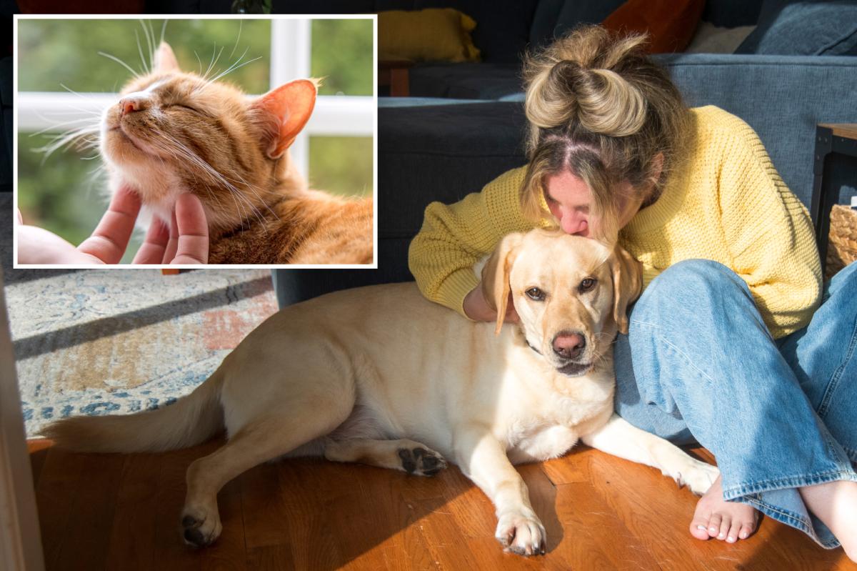Os donos de animais de estimação em Nova Jersey poderiam lucrar com um crédito fiscal de US$ 900 sob o novo projeto de lei proposto