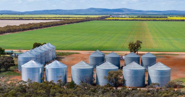 Os mercados de trigo voltam à vida: o que um novo relatório diz aos produtores australianos

