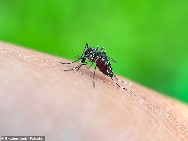 Os mosquitos podem aprender a amar o cheiro do repelente de insetos, descobrem os cientistas